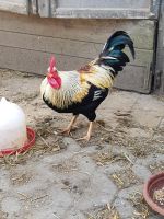 Eier von verschiedenen Hühnern Brandenburg - Kyritz Vorschau