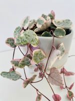 Ceropegia Woodii Variegata Zimmerpflanze Leuchterblume Bayern - Herzogenaurach Vorschau