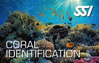 SSI Coral Identification Specialty Dive SSI tauchen lernen OWD Gerbstedt - Welfesholz Vorschau
