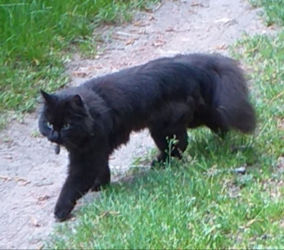 Schwarze langhaarige Katze immer noch vermisst.... in Kutenholz