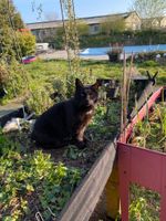 Katze vermisst Sachsen-Anhalt - Luko Vorschau