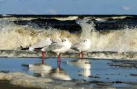 Ferienwohnung Ostsee / Graal-Müritz / Fischland a. m. Hund Nordvorpommern - Landkreis - Ribnitz-Damgarten Vorschau