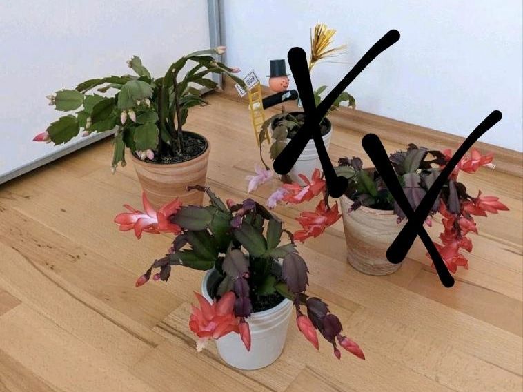 Weihnachtskaktus (Schlumbergera) mit Blüten. in Düsseldorf