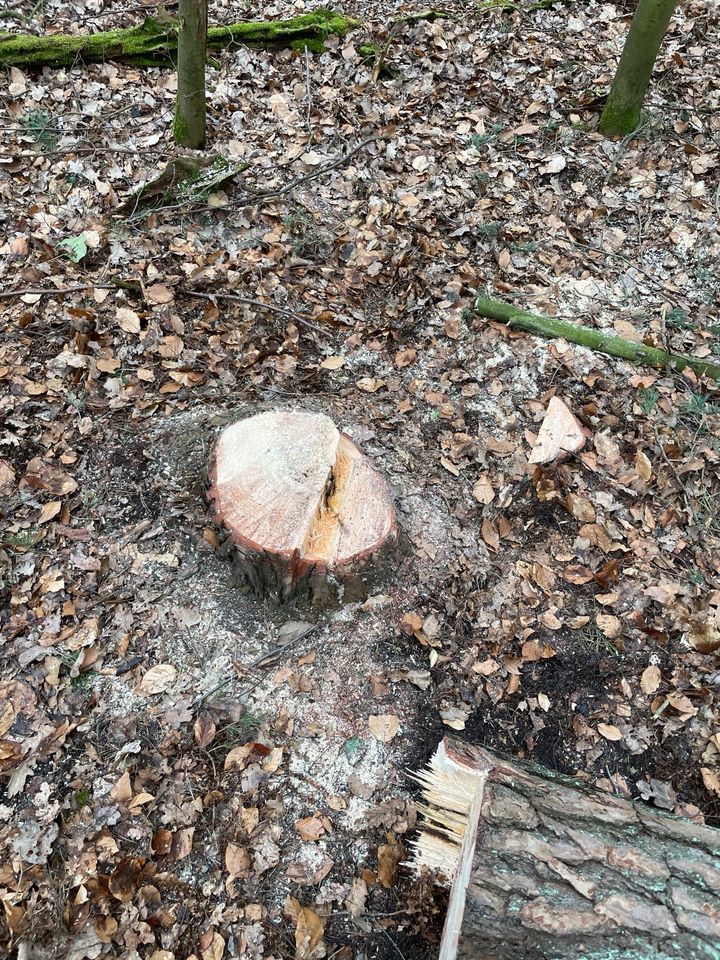 Forstarbeiten, Brennholz in Pattensen