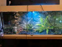 Tolles Aquarium 100 x 50 x 40 H/B/T mit viel Zubehör Leipzig - Möckern Vorschau