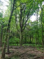 Wald bei Stralsund/Rügen 1,1HA Eichen/Buchen Mecklenburg-Vorpommern - Steinhagen (Vorpommern) Vorschau