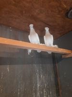 Usbekische Zucht Tauben zuverkaufen Niedersachsen - Landesbergen Vorschau