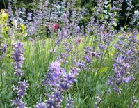 Lavendel ableger Bayern - Simbach Vorschau