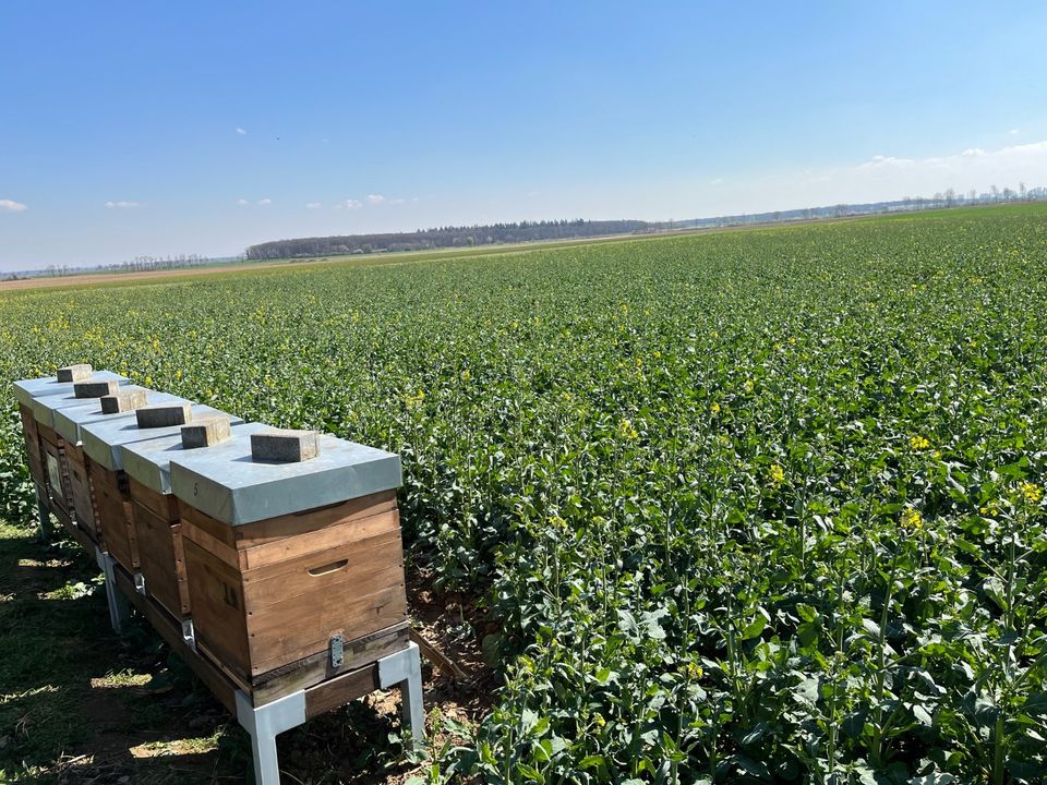 Bienenvölker, Buckfast, Dadant US mit oder ohne Beute in Düren