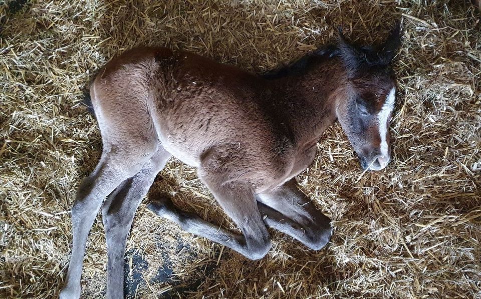 4-jähr. Araber Hengst geb 4/20 sucht 5*-Möhrchengeber in Ehingen Mittelfr