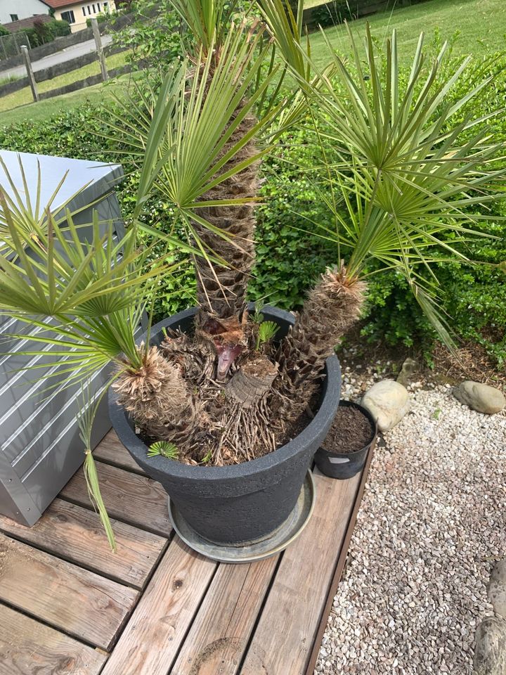 Chamaerops humilis - Zwergpalme zu verkaufen in Passau