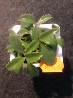 Mini Kalanchoe Brutblatt Zimmerpflanze 7 Stück 1 € Hessen - Friedrichsdorf Vorschau