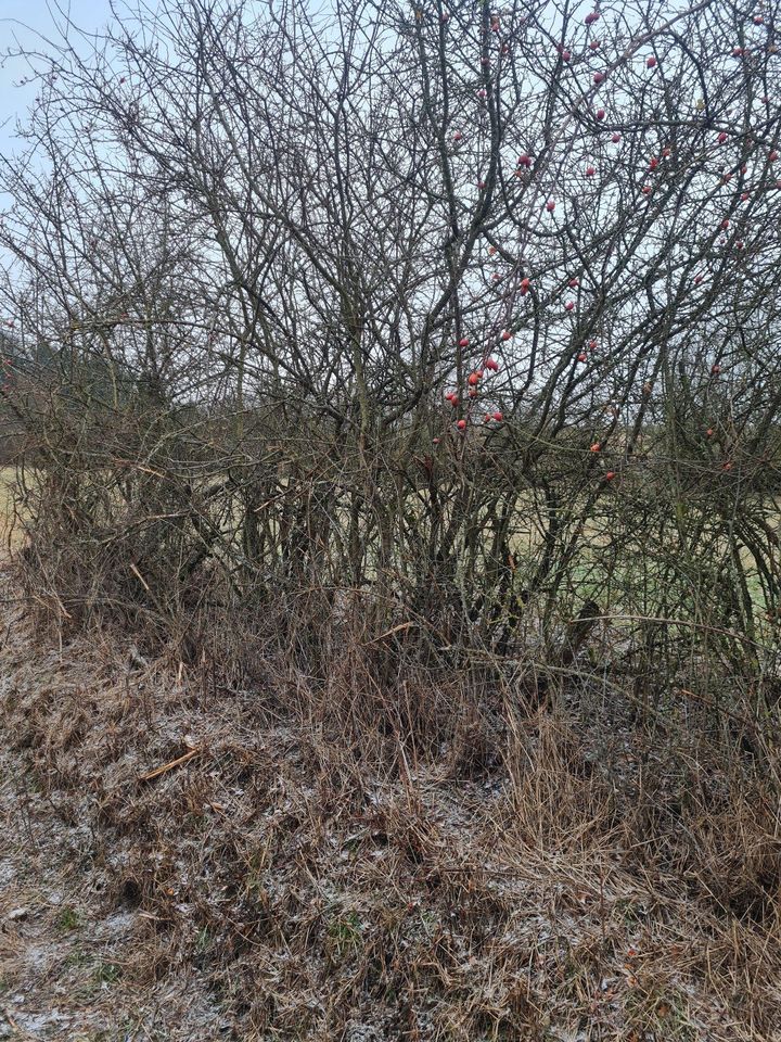 Baumfällung Rodung Heckenpflege in Auerbach in der Oberpfalz