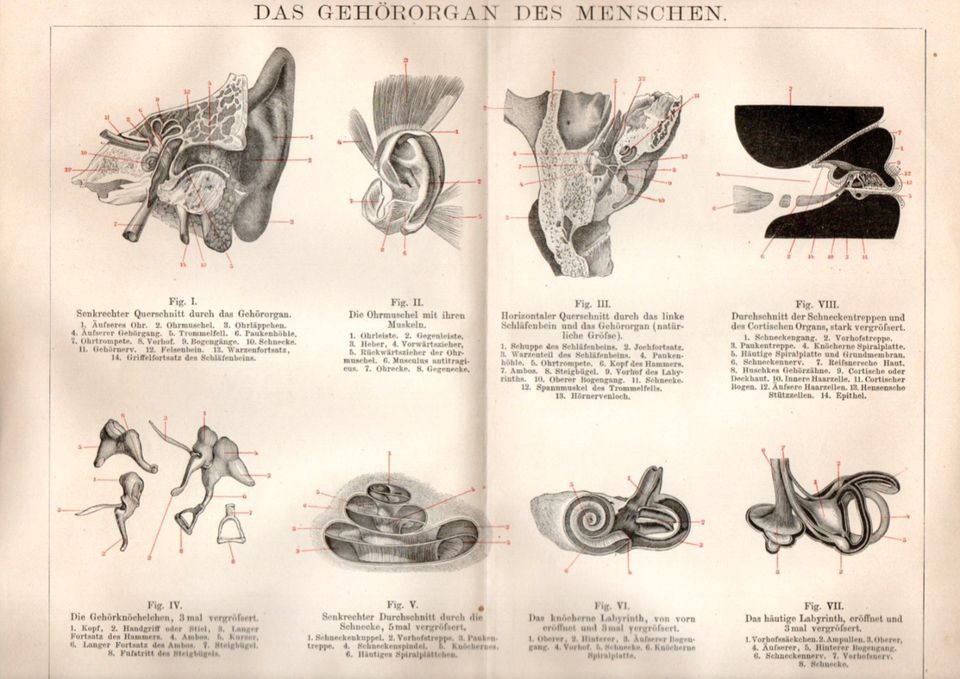 ANTIKE BILDTAFEL-1893- ANATOMIE- GEHÖR-GEHÖRGANG- MEATUS ACUSTICU in Berlin