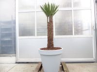 Yucca Filifera, 140 - 160 cm winterhart -13C Wüstenpflanze Nordrhein-Westfalen - Goch Vorschau