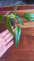 Philodendron Domesticum Variegata 2 Nordrhein-Westfalen - Mülheim (Ruhr) Vorschau