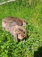 Kleinwidder wildfarben (tätowiert) Hessen - Hatzfeld (Eder) Vorschau