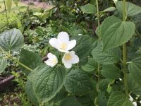 Kräftiger junger Jasmin-Strauch mit weißen Blüten Schleswig-Holstein - Reinbek Vorschau