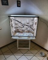 Terrarium xl hoch Nordrhein-Westfalen - Balve Vorschau