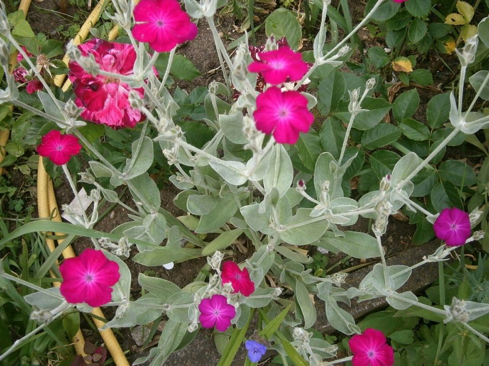 SAMEN -  VEXIERNELKE KRONEN-LICHTNELKE PINK - SILBERNE BLÄTTER in Lutherstadt Wittenberg