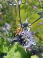 Kleiner Mannstreu, Distel blau, Samen Schwentinental - Klausdorf Vorschau