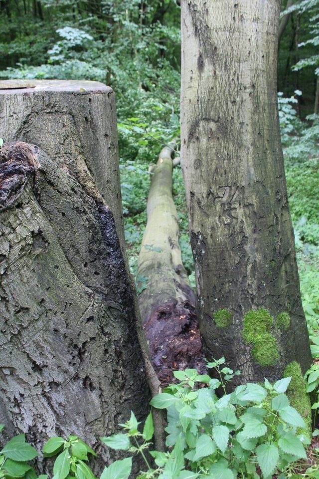 Baum-Gutachten, Baumkontrolle, Verkehrssicherheitsgutachten in Wiesenburg/Mark