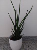 verschiedene  Sansevieria Pflanzen Bayern - Augsburg Vorschau