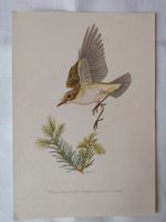 Lithographie Lithografie Berglaubsänger Singvogel Vogel Baden-Württemberg - Oberhausen-Rheinhausen Vorschau