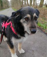 Hatti - 5 jährige mittelgroße Hundedame sucht Schleswig-Holstein - Fuhlendorf Vorschau
