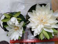 2 Seerosen Blüten künstlich Nordrhein-Westfalen - Hürth Vorschau