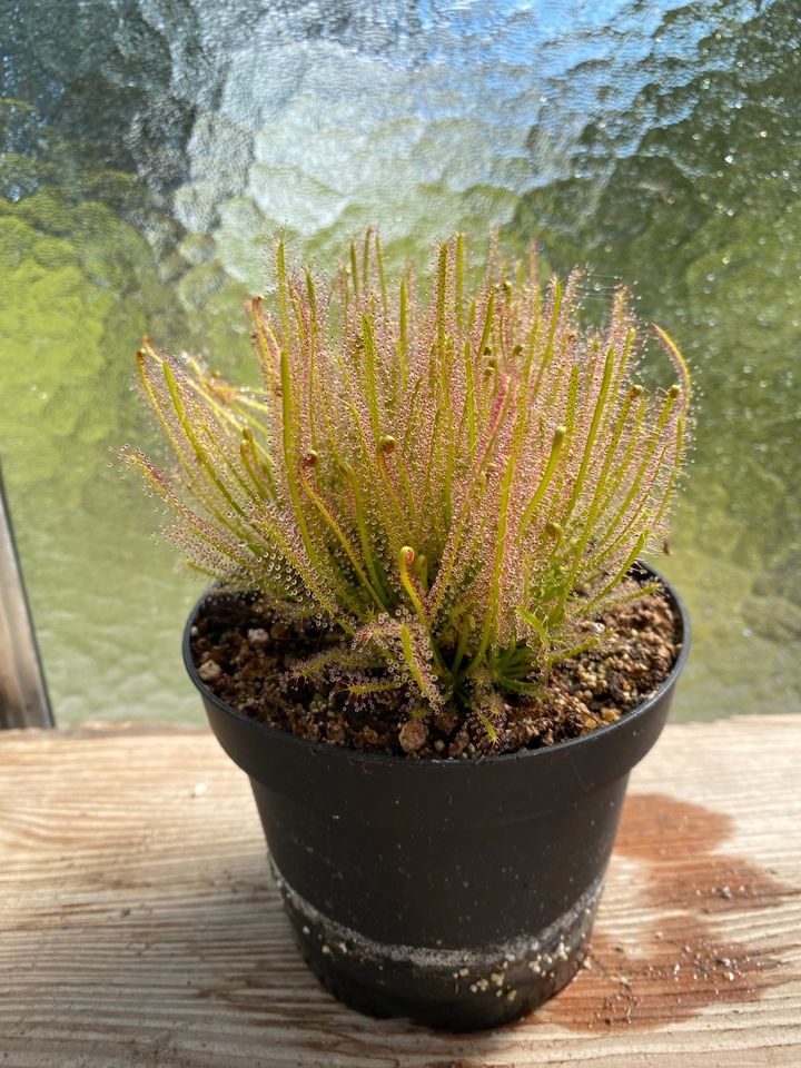 Drosera intermedia x filliformis (Fleischfressende Pflanze) in Bretten