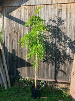 Robinie, Scheinakazie 200-270 cm (Robinia pseudoacacia) Baden-Württemberg - Trossingen Vorschau