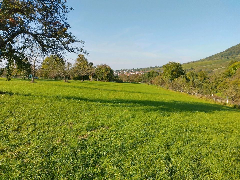 Wiese, Garten, Streuobstwiesen in Neuffen in BadenWürttemberg