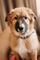Das süße Hundemädchen Viola sucht eine Familie Nordrhein-Westfalen - Düren Vorschau