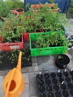 Tomatenpflanzen Bayern - Dachsbach Vorschau