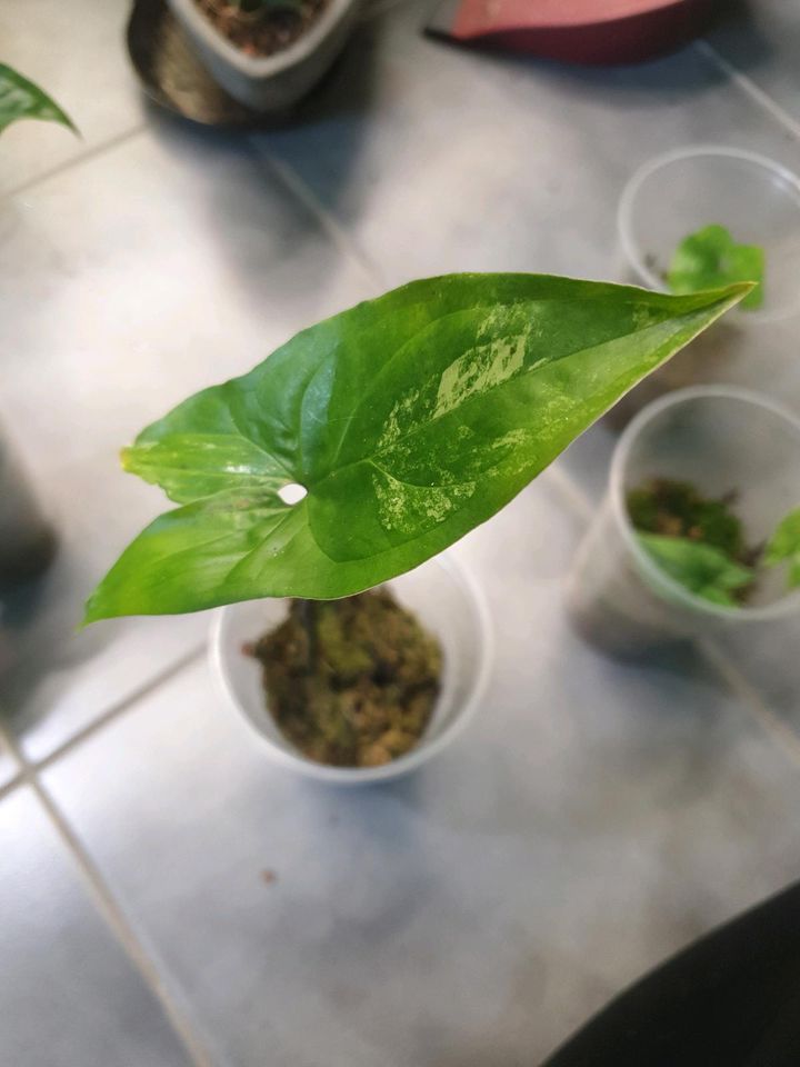 Syngonium Mottled und syngonium varigata in Donaueschingen