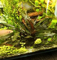 Cryptocoryne Wasserkelch grün braun XL Aquarium Pflanze Hessen - Birkenau Vorschau