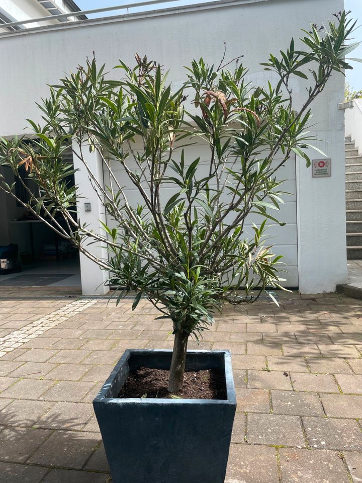 Oleander inkl. Topf zu verkaufen in Aalen