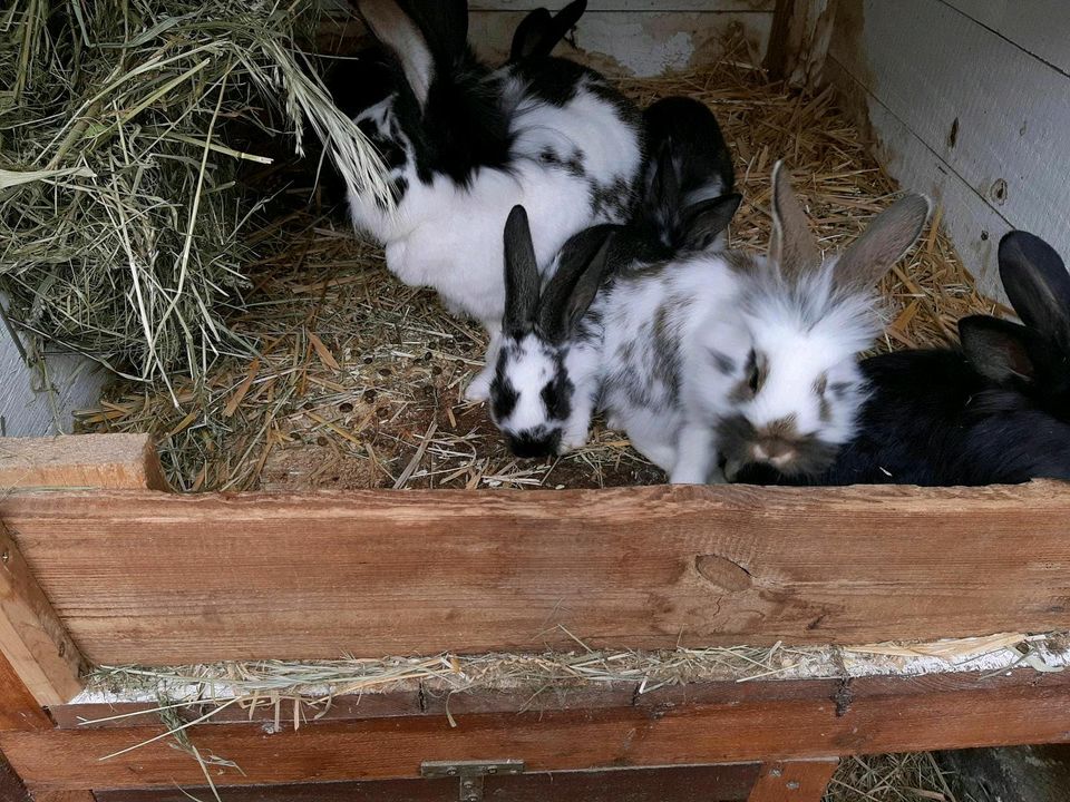 Stallhasen Kaninchen Biohase Junghasen in Leisnig