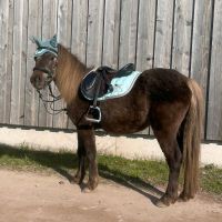 Reitbeteiligung Shetty Kinderreiten Ponyreiten Pony Sachsen-Anhalt - Halle Vorschau