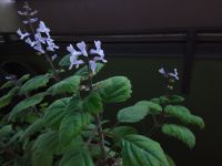 Plectranthus ernstii Rubberman Bonsai Minze Mutterpflanze Ableger Berlin - Friedenau Vorschau