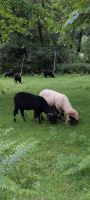 Walliser Landschafbock Nordrhein-Westfalen - Tecklenburg Vorschau