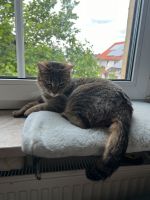 Haus Katze sucht neues Zuhause Bayern - Kirchberg Vorschau