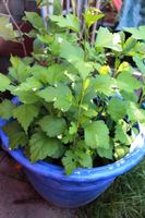 Hibiskus-Pflanzen Nordrhein-Westfalen - Neunkirchen-Seelscheid Vorschau