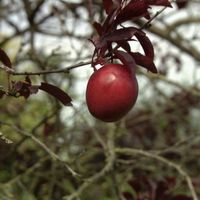 Großfrüchtige Blutpflaume 60-80cm - Prunus Trailblazer Niedersachsen - Bad Zwischenahn Vorschau