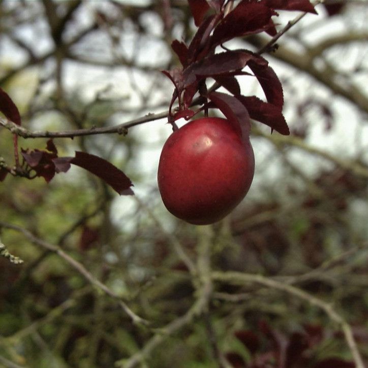 Großfrüchtige Blutpflaume 60-80cm - Prunus Trailblazer in Bad Zwischenahn