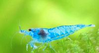 Neocaridina Davidi "Blue Jelly"  Garnele Direkt vom Züchter Nordrhein-Westfalen - Kreuzau Vorschau