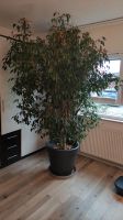 Ficus benjamini Prachtexemplar Rheinland-Pfalz - Neuhofen Vorschau