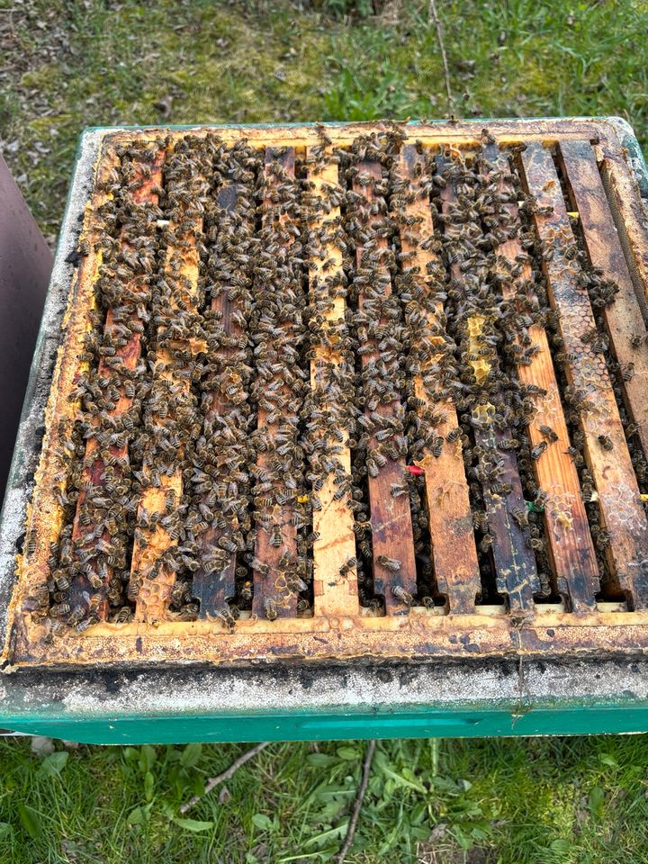 Bienenvolk Wirtschaftsvolk DNM Carnica in Zwoenitz