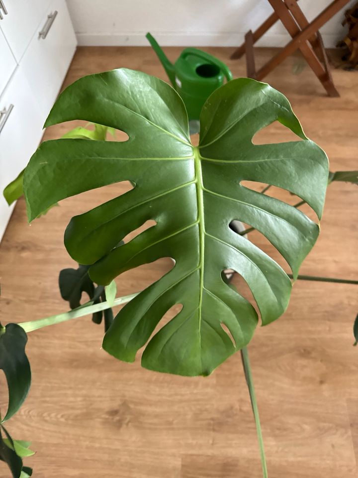 Schöne große Monstera Fensterblatt in Wiesbaden